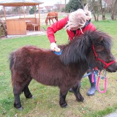Shetlænder Hærvejens Frække Frida