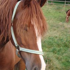 Welsh Cob (sec D) Lesto Ryan