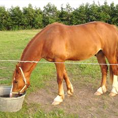 Welsh Cob (sec D) Lesto Ryan