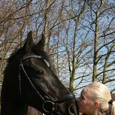 Dansk Varmblod Jubi´s Sans Souci