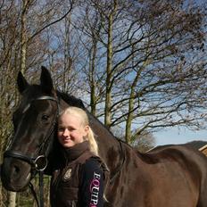 Dansk Varmblod Jubi´s Sans Souci