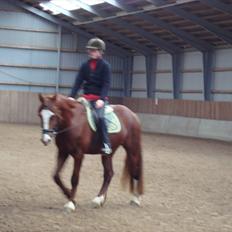 Welsh Cob (sec D) Lesto Ryan