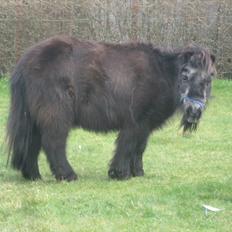 Shetlænder Lotte