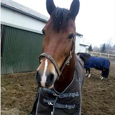 DSP Gefion Søblink GUFFE