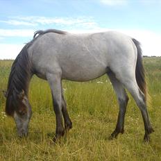 Welsh Pony (sec B) Mirain Talisman (solgt)