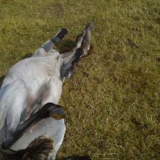 Welsh Pony (sec B) Mirain Talisman (solgt)