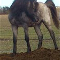 Welsh Pony (sec B) Mirain Talisman (solgt)