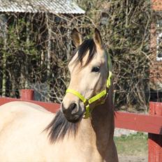 Anden særlig race - Homie