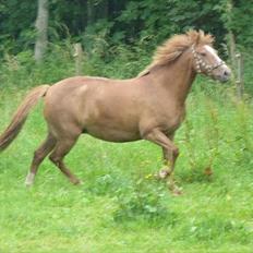 New Forest Molly<3:*.