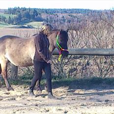 Konik Polski Alec (Min tidligere halvpart)