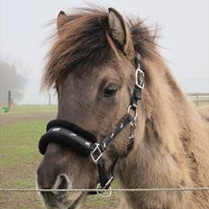 Islænder Fönn fra Ærø