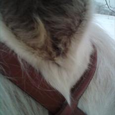 Anden særlig race Bella