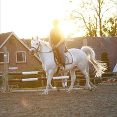 Anden særlig race Bella