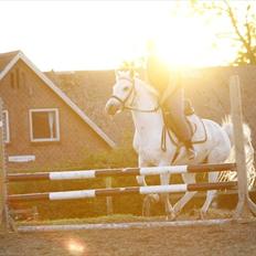 Anden særlig race Bella