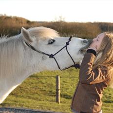 Islænder KRAFSA FRA RAVNEKROGEN |Skadet|
