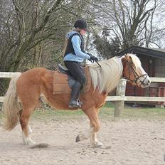 Haflinger Standley