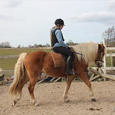 Haflinger Standley