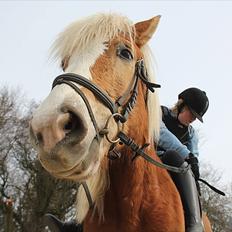 Haflinger Standley
