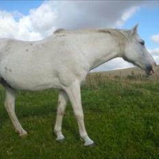 Anden særlig race Chili (Himmelhest)
