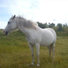 Anden særlig race Chili (Himmelhest)