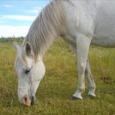 Anden særlig race Chili (Himmelhest)