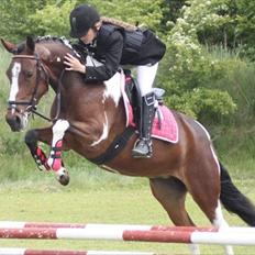 Pinto Secret Princess