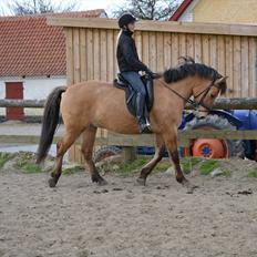 Anden særlig race Lukas -SOLGT