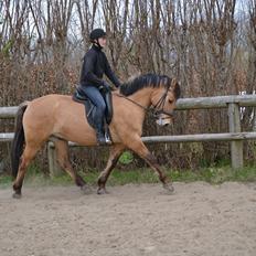 Anden særlig race Lukas -SOLGT