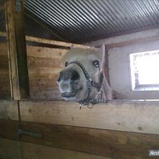 Anden særlig race Mickey † 2/5-11 †