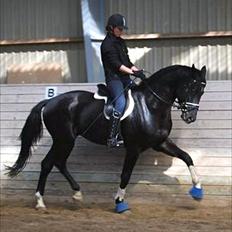 Dansk Varmblod Alskenz Firfod