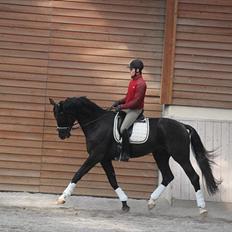 Dansk Varmblod Alskenz Firfod