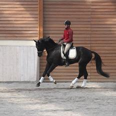 Dansk Varmblod Alskenz Firfod