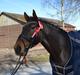 Anglo Araber (AA) Raypawers Seabiscuit 