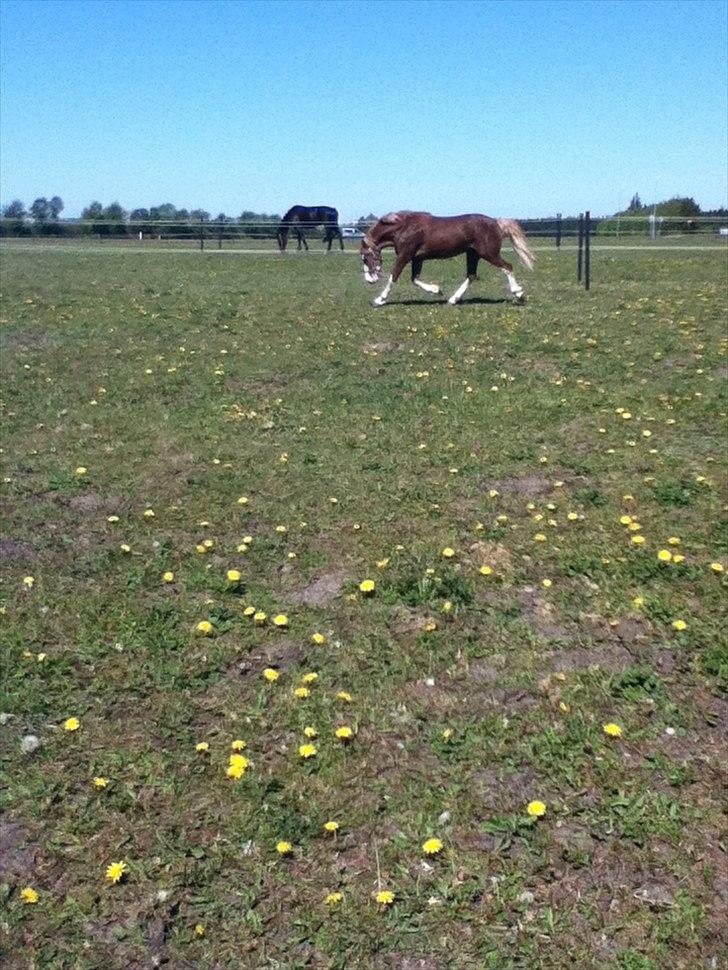 Welsh Pony af Cob-type (sec C) dyrfal indy - Her er Indy på græs, det elsker han billede 1