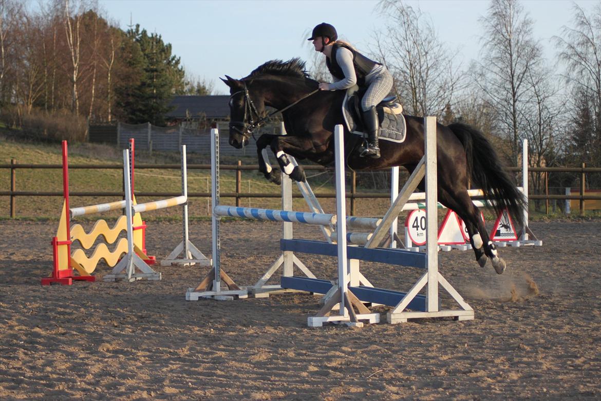 Oldenborg Shery Horsmark - Springundervisning 2012 billede 15