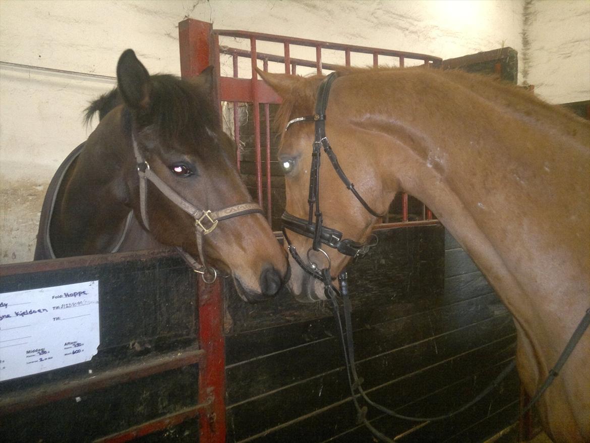 Anden særlig race Ratata *solgt* billede 12