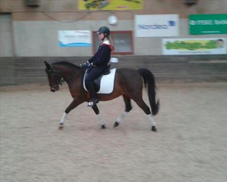 DSP Svanfolks Rebecca billede 17
