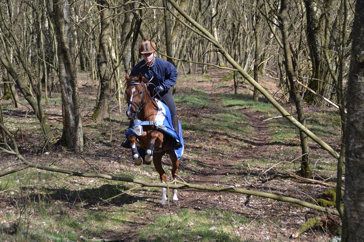 Anden særlig race Tosca J billede 1