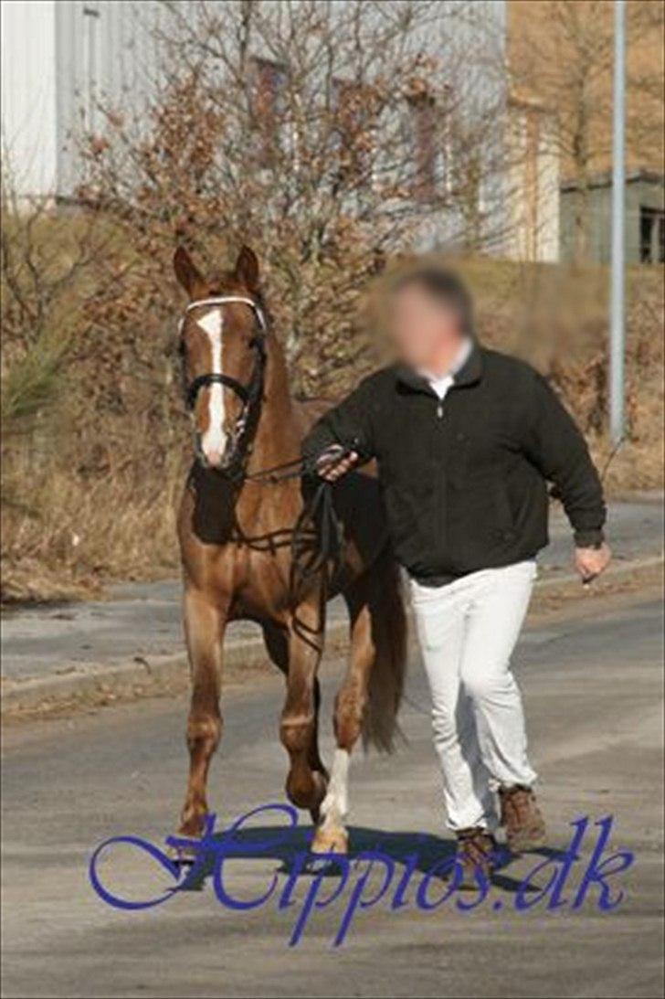 New Forest Paick billede 4