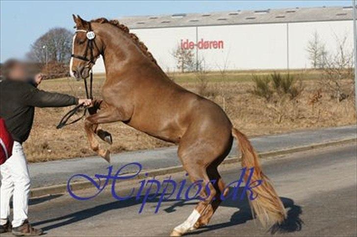 New Forest Paick - 3 års kåring. Paick skulle lige vise at han var en rigtig hingst. billede 2