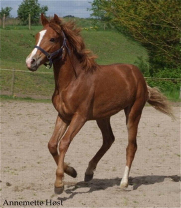 New Forest Paick - Som 1 års hos avler. billede 5