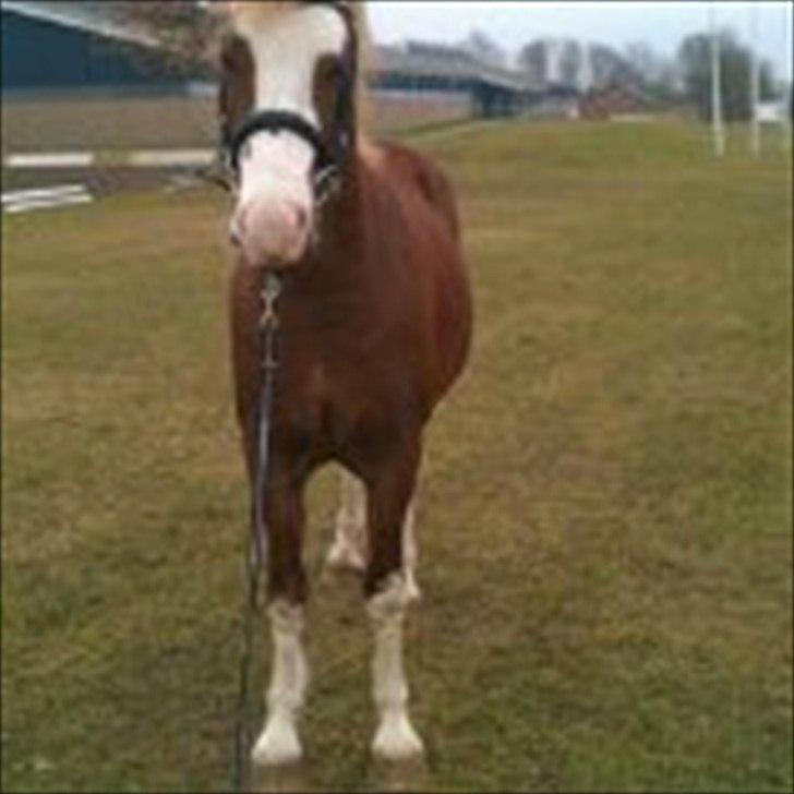 Welsh Pony af Cob-type (sec C) dyrfal indy - her er han med mor på tur billede 5