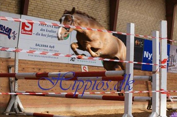 New Forest Paick - 3 års kåring! Fik 8 :-) billede 7