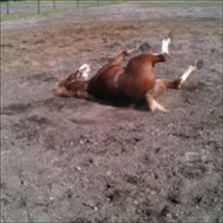 Welsh Pony af Cob-type (sec C) dyrfal indy - Indy ruller sig hver gang han kommer på mark. billede 6