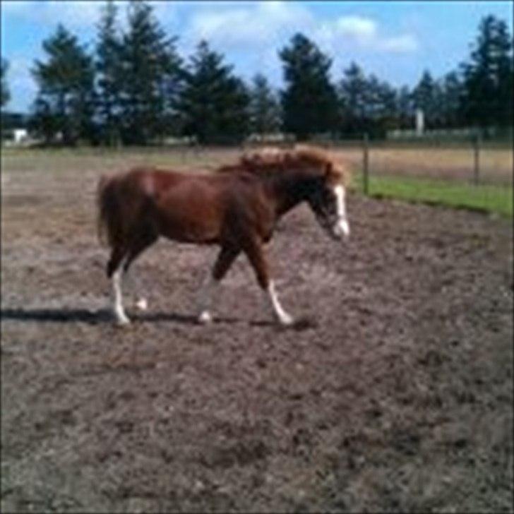 Welsh Pony af Cob-type (sec C) dyrfal indy - her går han på marke billede 7