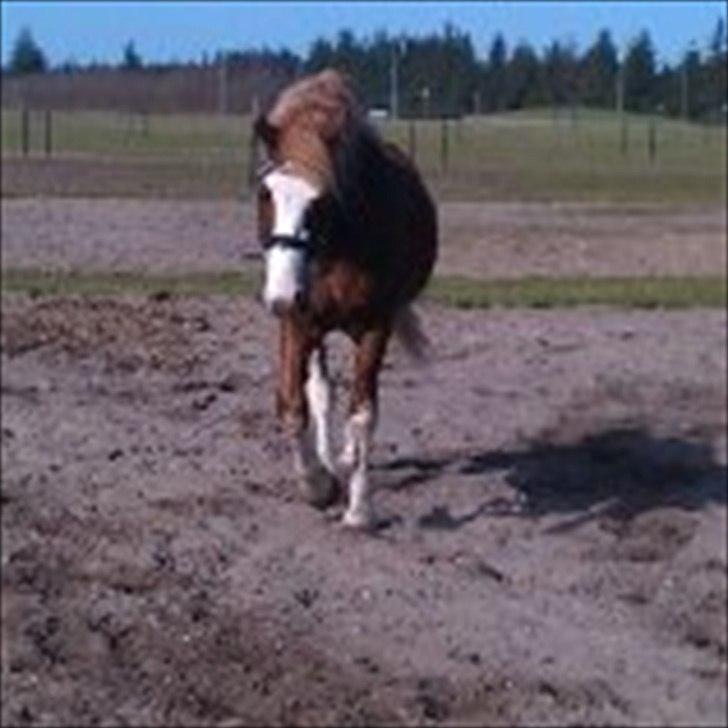 Welsh Pony af Cob-type (sec C) dyrfal indy - han er så smuk på marken billede 8