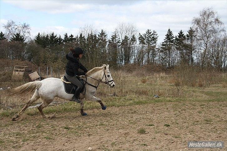 Anden særlig race Silver - Fri galop! :D Billede er taget af Clara Egdal. :-) billede 14