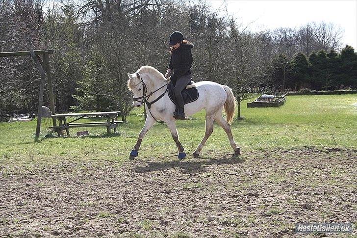 Anden særlig race Silver billede 15