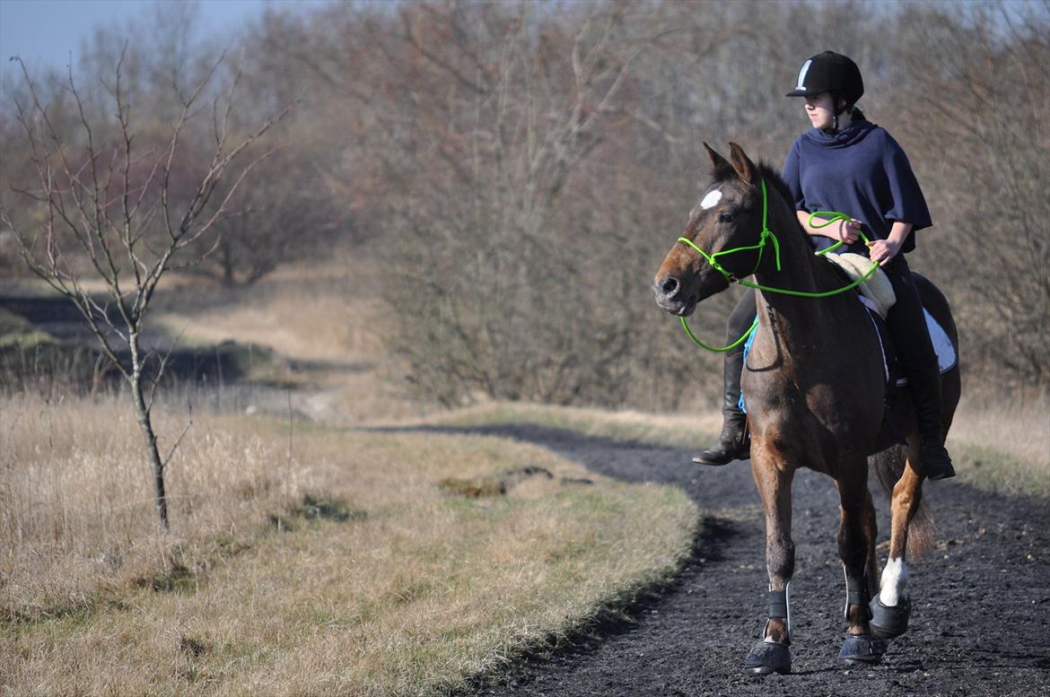 Anden særlig race Tchad the Spot - Foto Josephine  billede 6