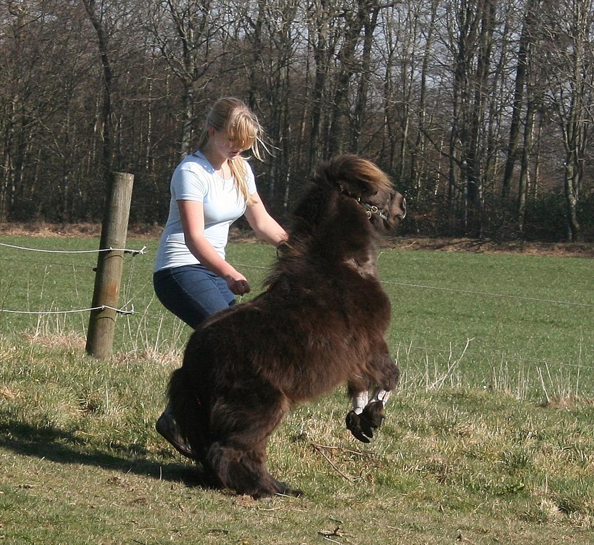 Dansk Miniature Allerupnords Queen - Min lille pels bold!..<3 billede 10